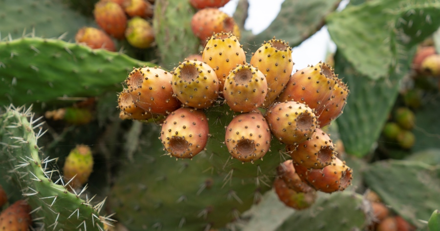 Coronavirus Covid-19: In Sicilia stop alle visite a amici e parenti