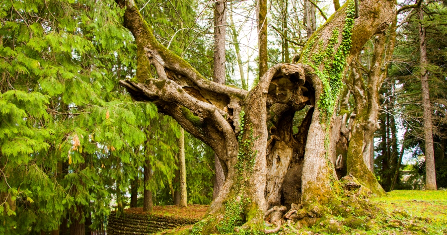 Elenco degli alberi monumentali d'Italia