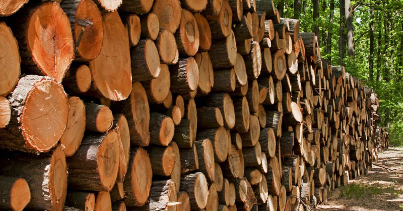 Produzione di energia da biomasse forestali: dal PSR Marche 10,8 milioni per i progetti di filiera